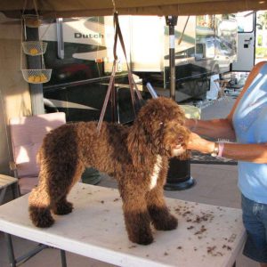 grooming a labradoodle