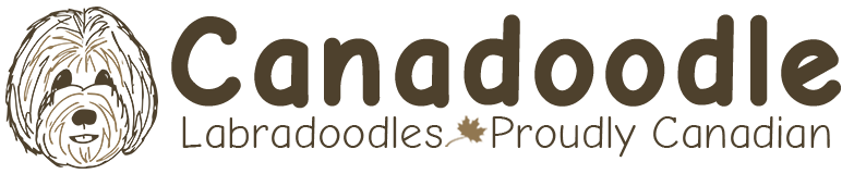 Canadoodle Labradoodles