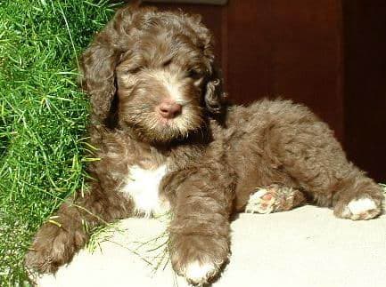 Lavendar (Puppy)
