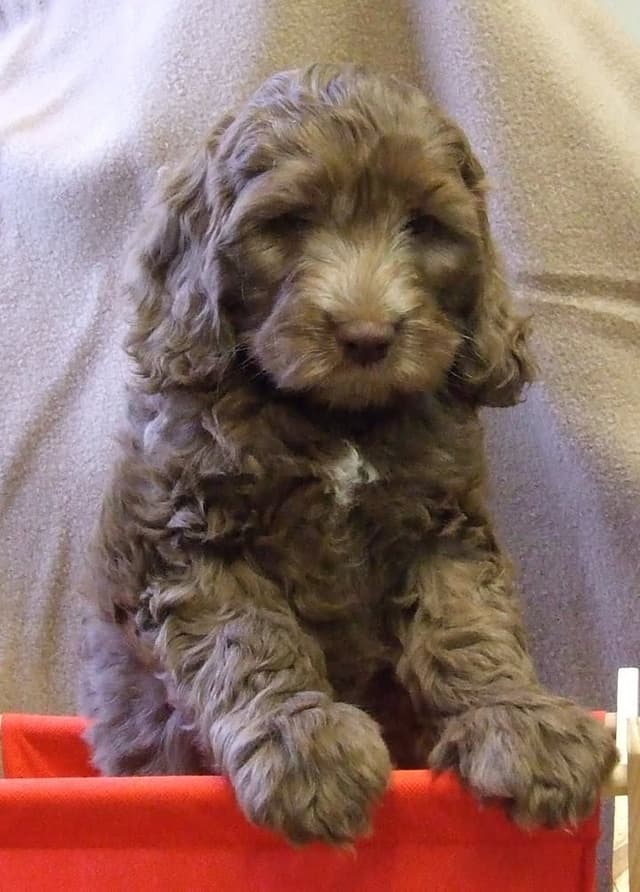 Parchment (Puppy)