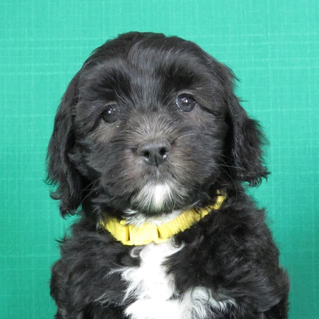 Silver (Puppy)