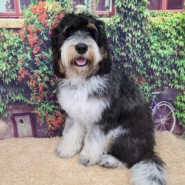 Tri - Phantom Parti (Puppy)