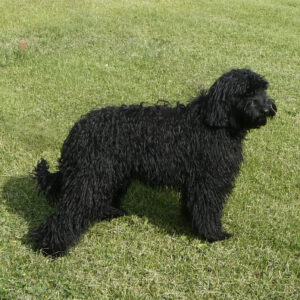 groomed labradoodle