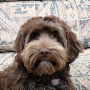 grooming a labradoodle