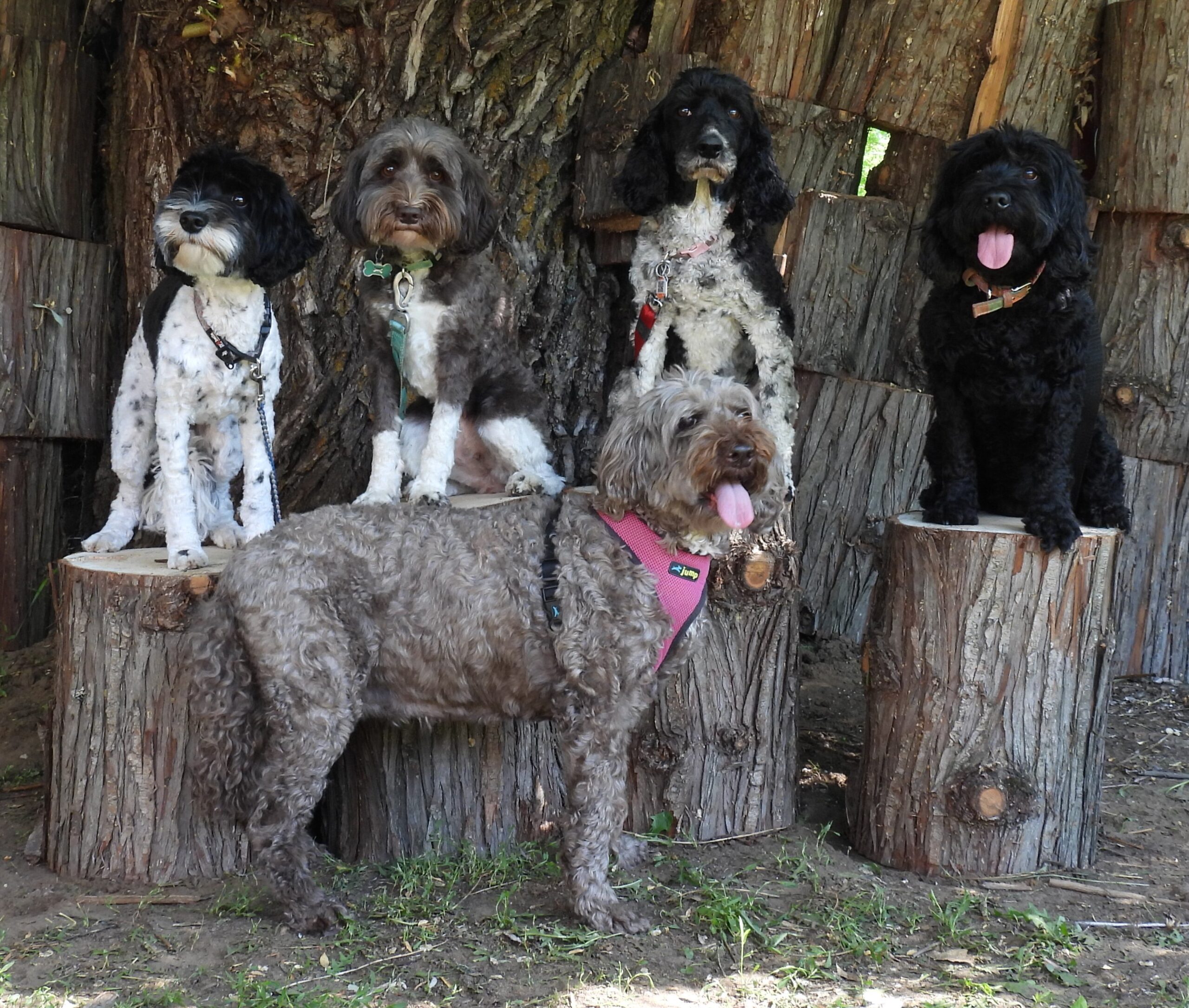 About Coat, Color and Size of Australian Labradoodles - Canadoodle