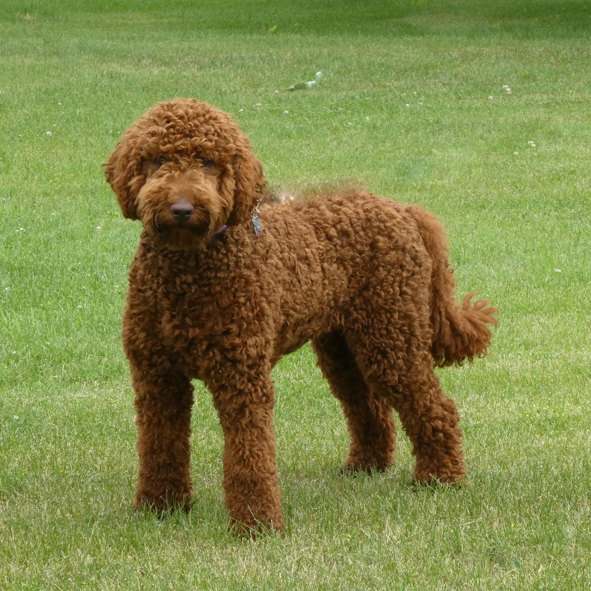 groomed labradoodle